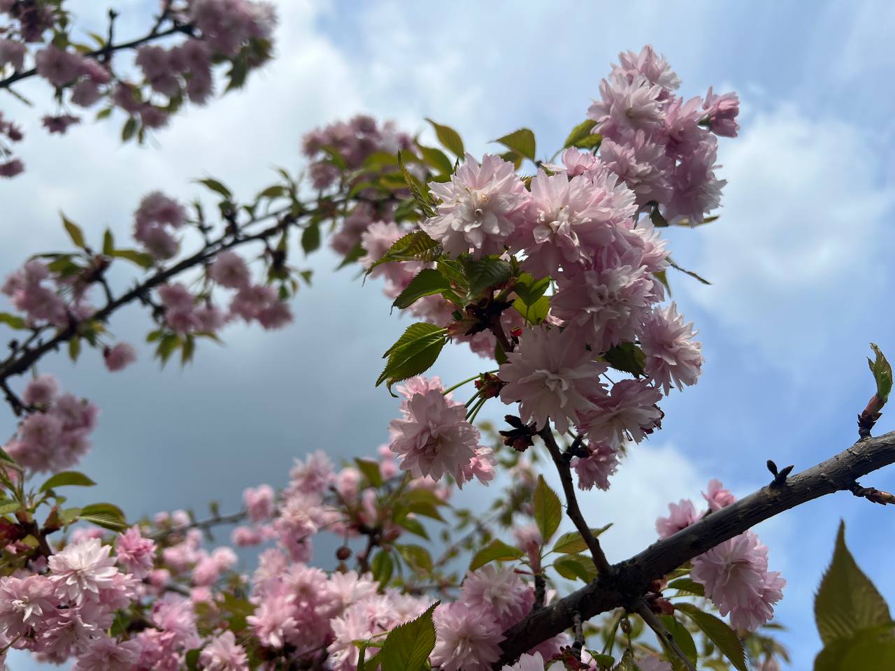 У Кропивницькому квітнуть сакури (ФОТО)