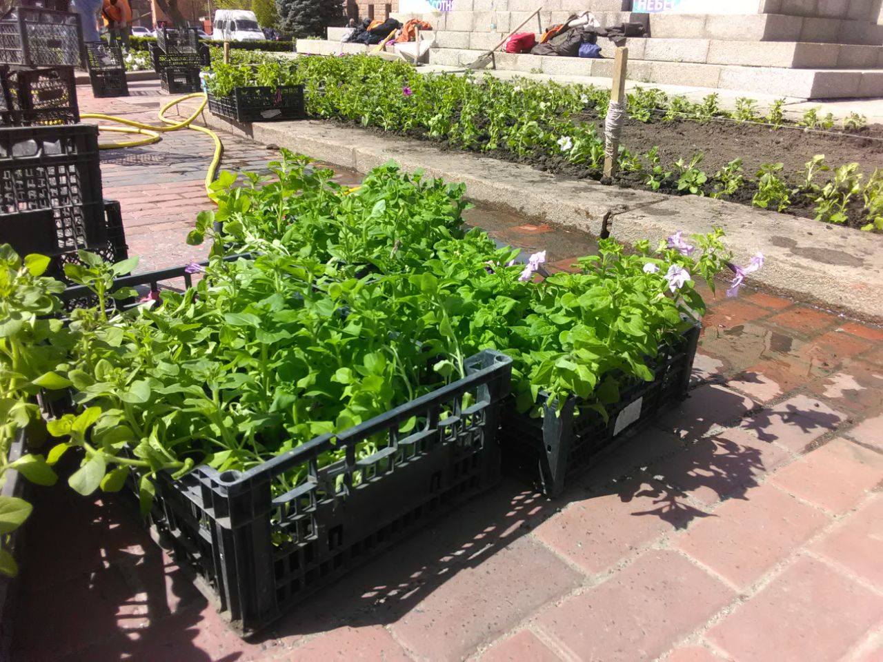 У центрi Кропивницького висаджують незвичайний квiтник