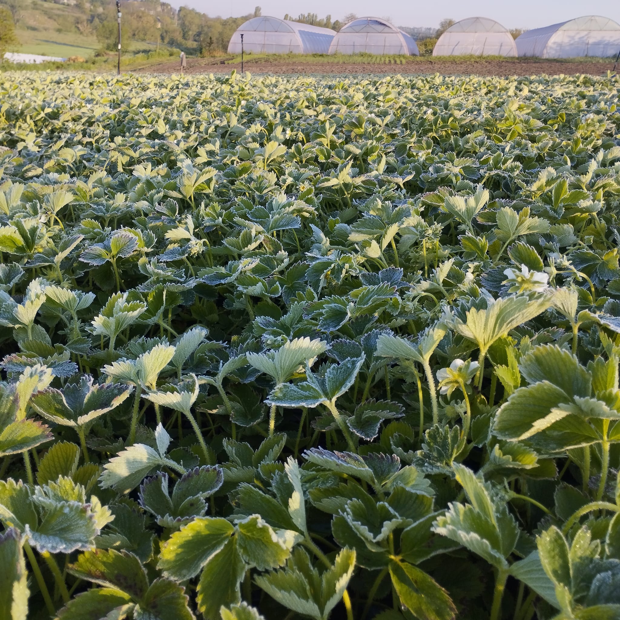 На Кiровоградщинi поморозило ягоди (ФОТО)