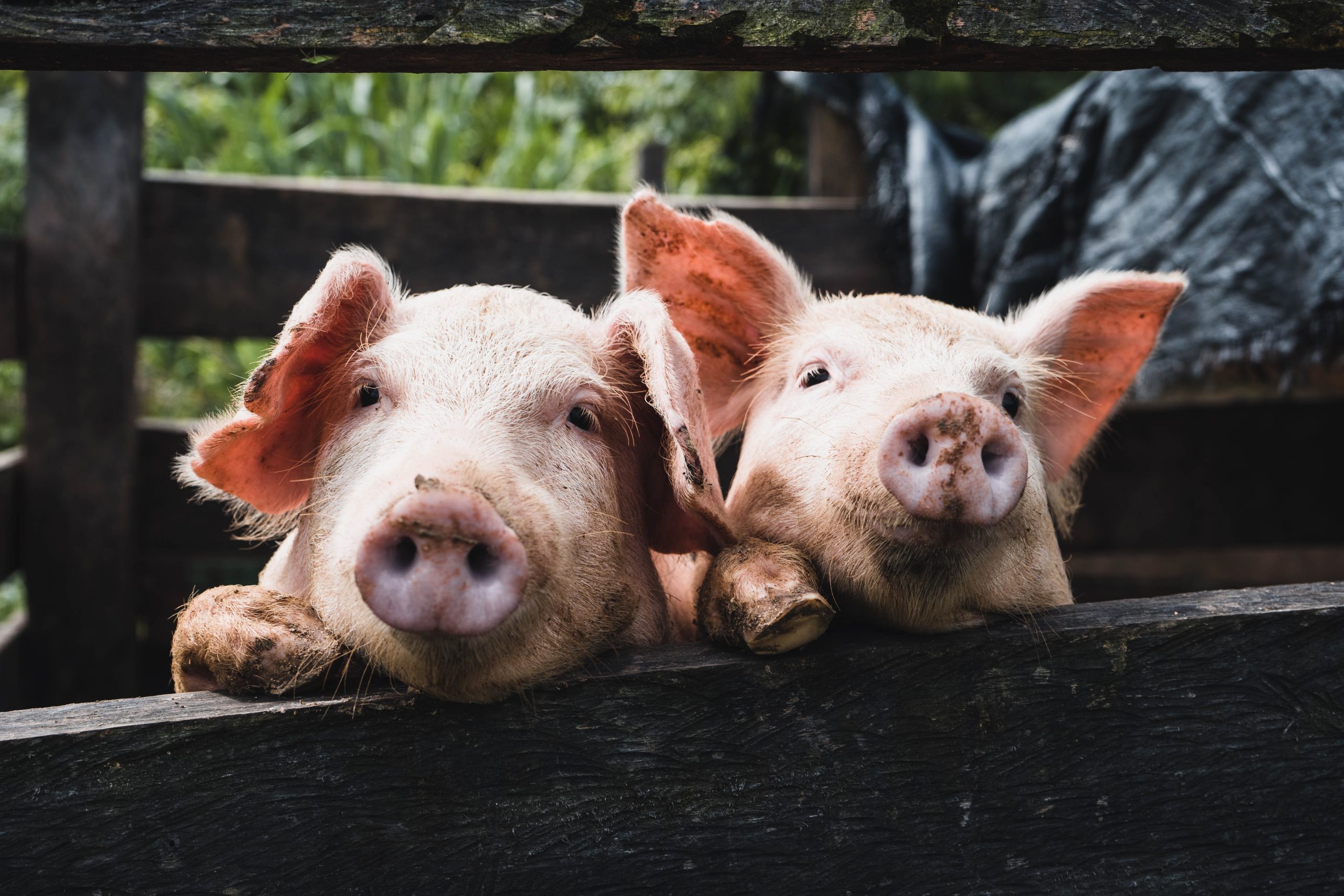У приватному господарствi на Кiровоградщинi виявили чуму свиней