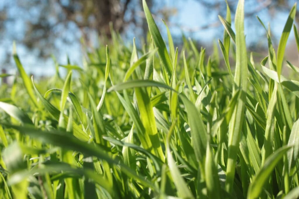 Новий тиждень на Кіровоградщині мине без опадів