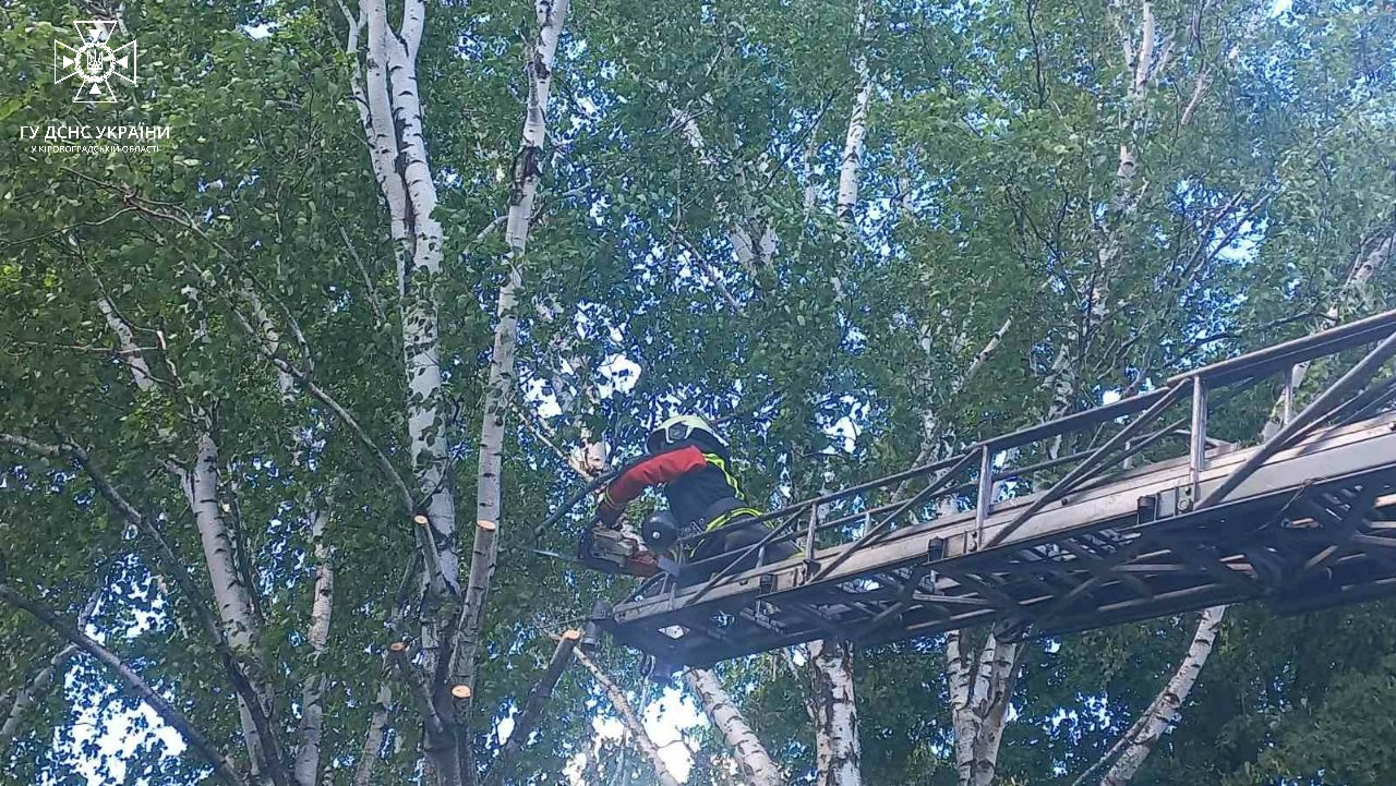 На Кiровоградщині дерево впало на дорогу