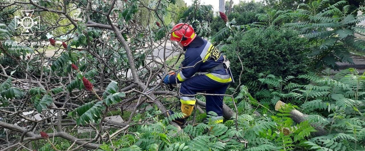 На Кіровоградщині негода поламала дерева (ФОТО)