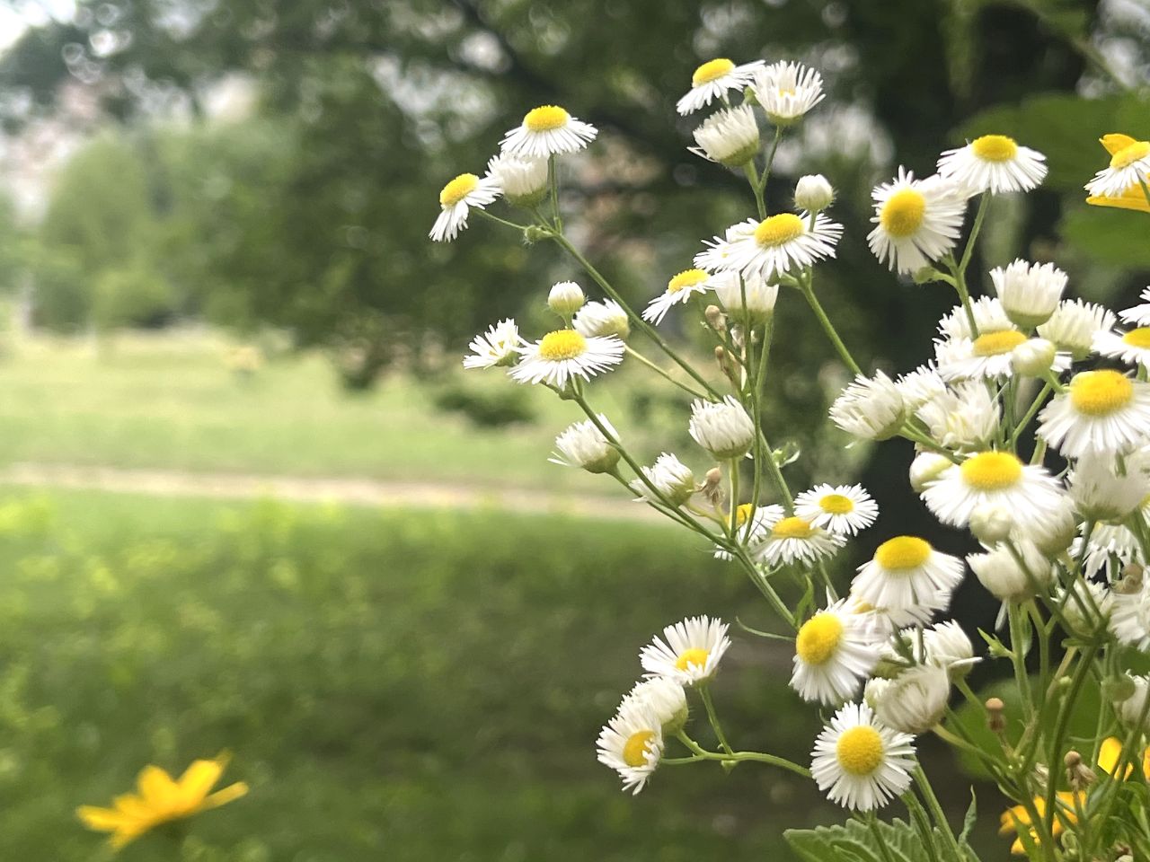 Квітучий липень у Кропивницькому (ФОТО)