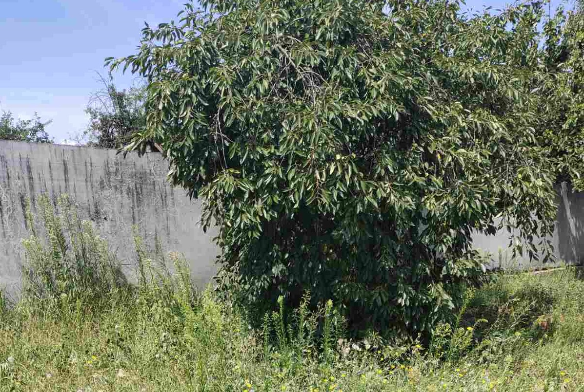 У Кропивницькому порушники благоустрою отримали протоколи