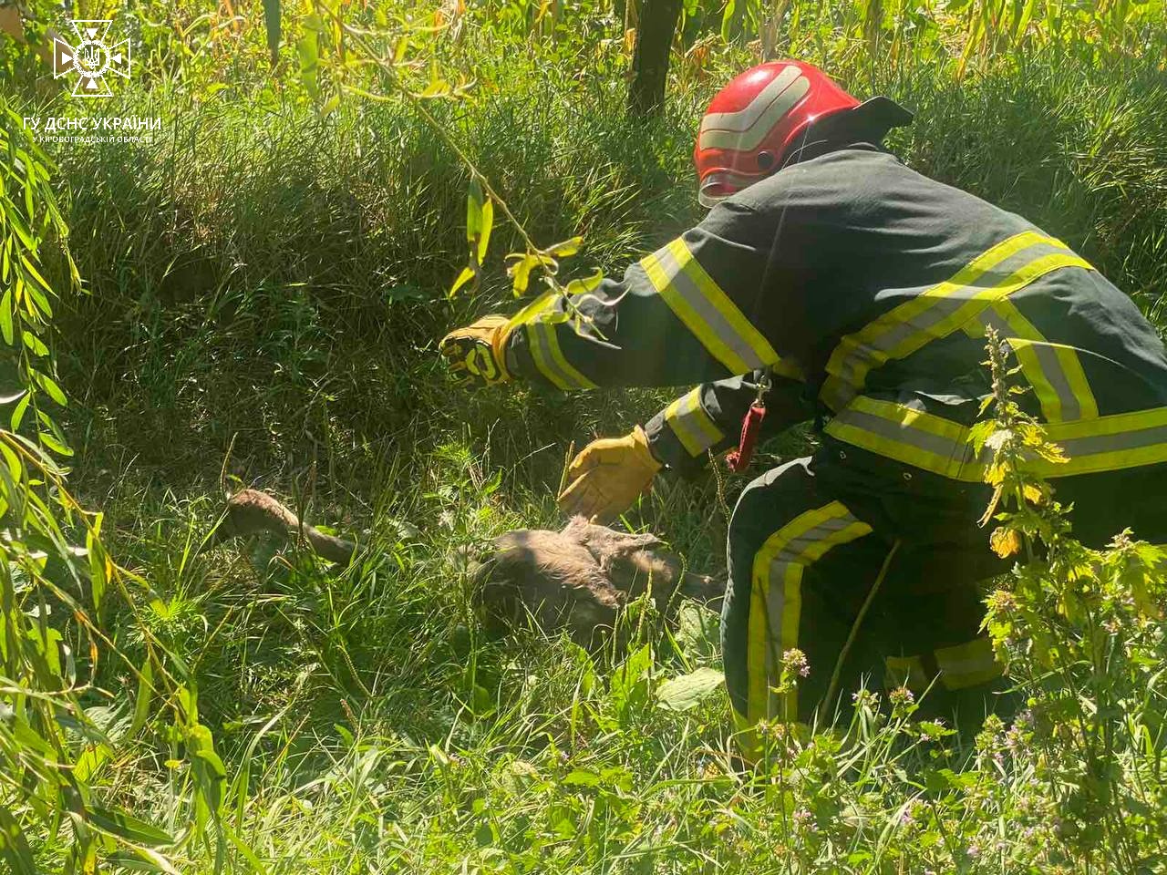 У Кропивницькому врятували лебедя