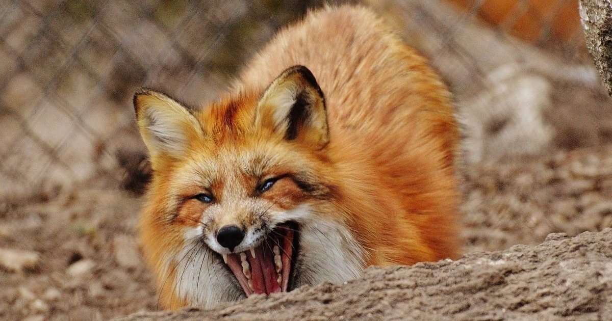 На Кіровоградщині збільшилася кількість хижаків