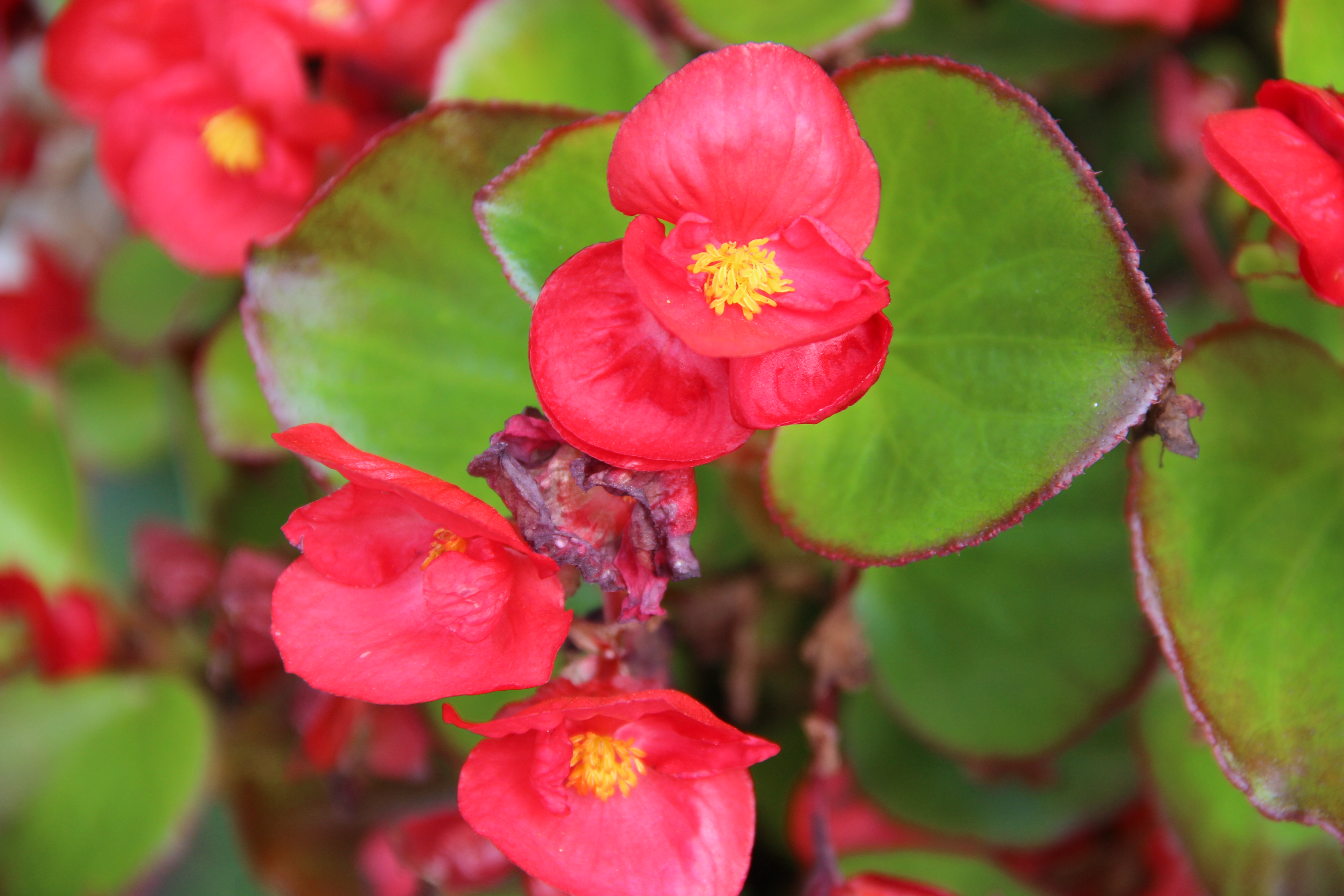 Серпневі замальовки в Кропивницькому (ФОТО)