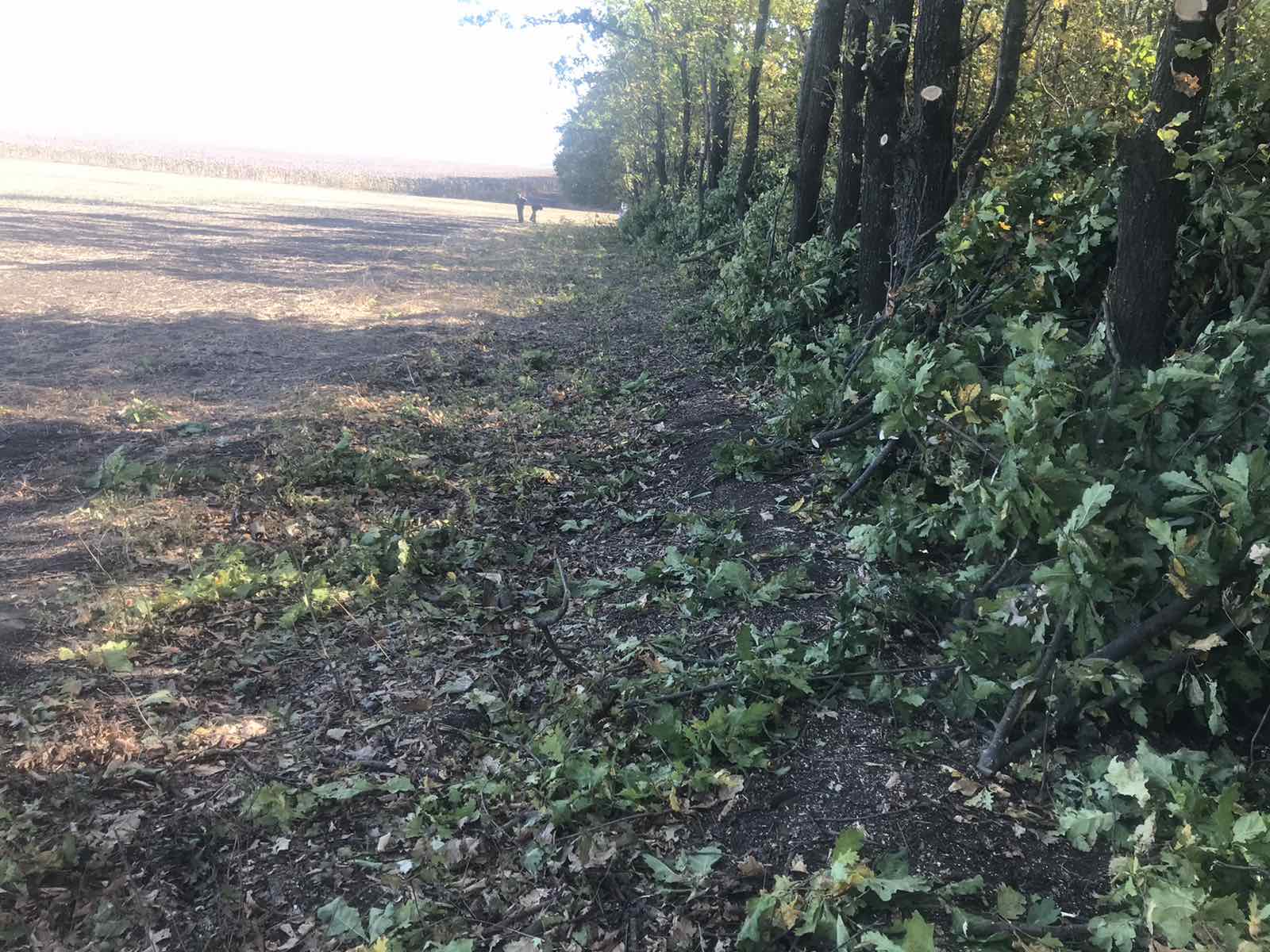 “Чорні лісоруби” з Кіровоградщини попалися на місці злочину
