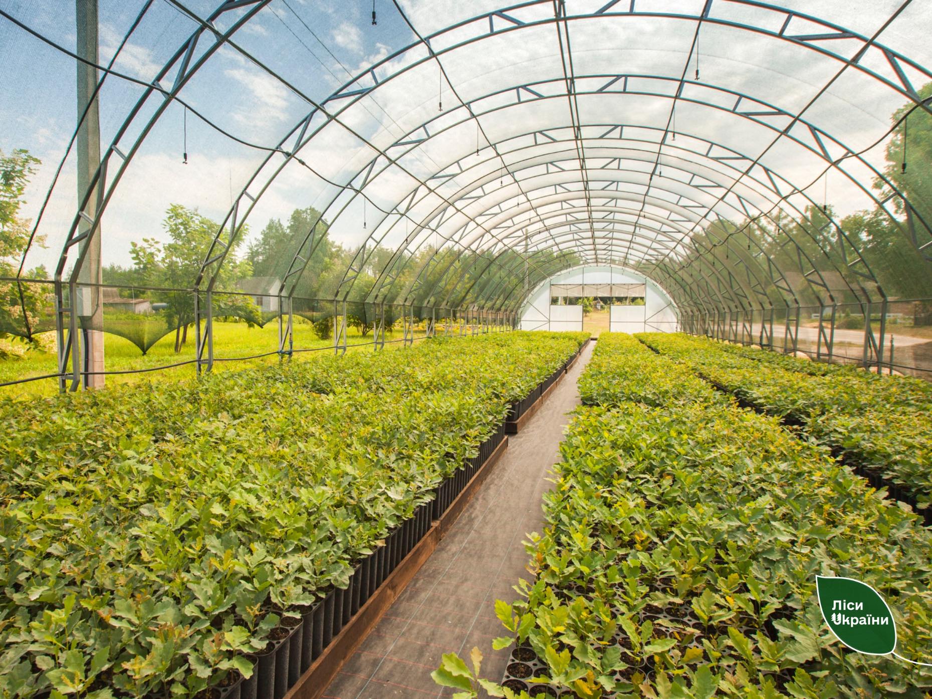 На Кiровоградщинi цiєї осенi буде створено рекордну кiлькiсть нових лiсiв