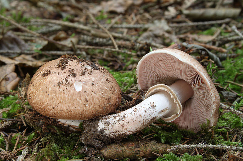 Житель Кіровоградщини отруївся грибами