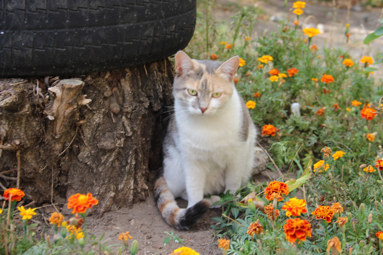 Яку погоду сьогоднi обiцяють жителям Кiровоградщини