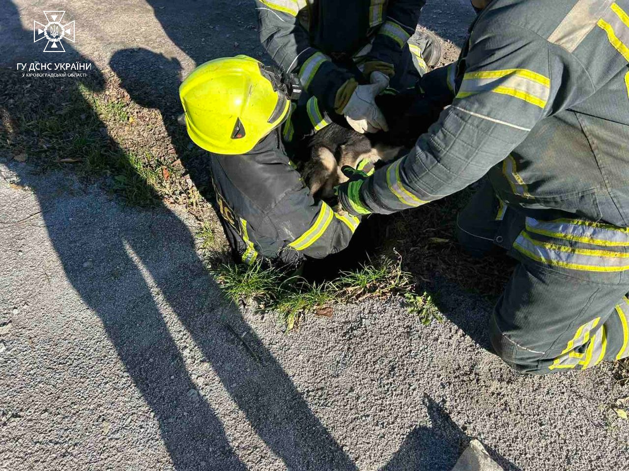 На Кіровоградщині з халепи рятували собаку