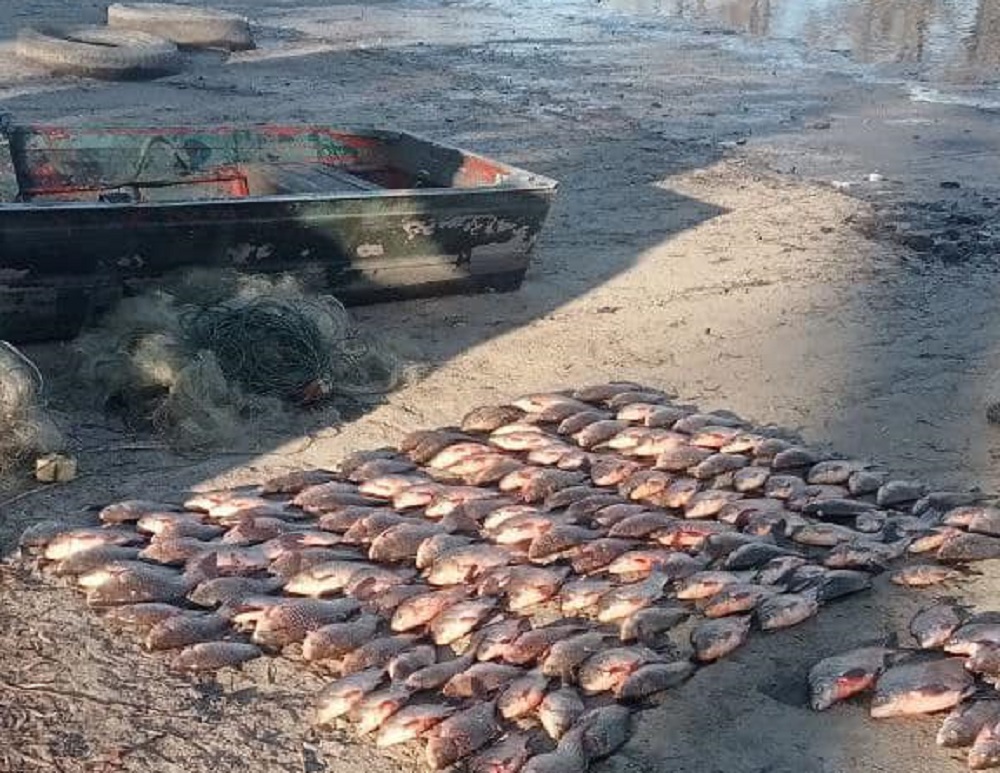 На Кіровоградщині браконьєр наловив риби на понад 274 тисячі гривень