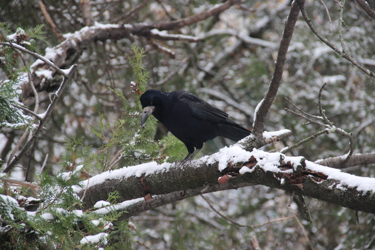 Що готує погода сьогоднi жителям Кiровоградщини