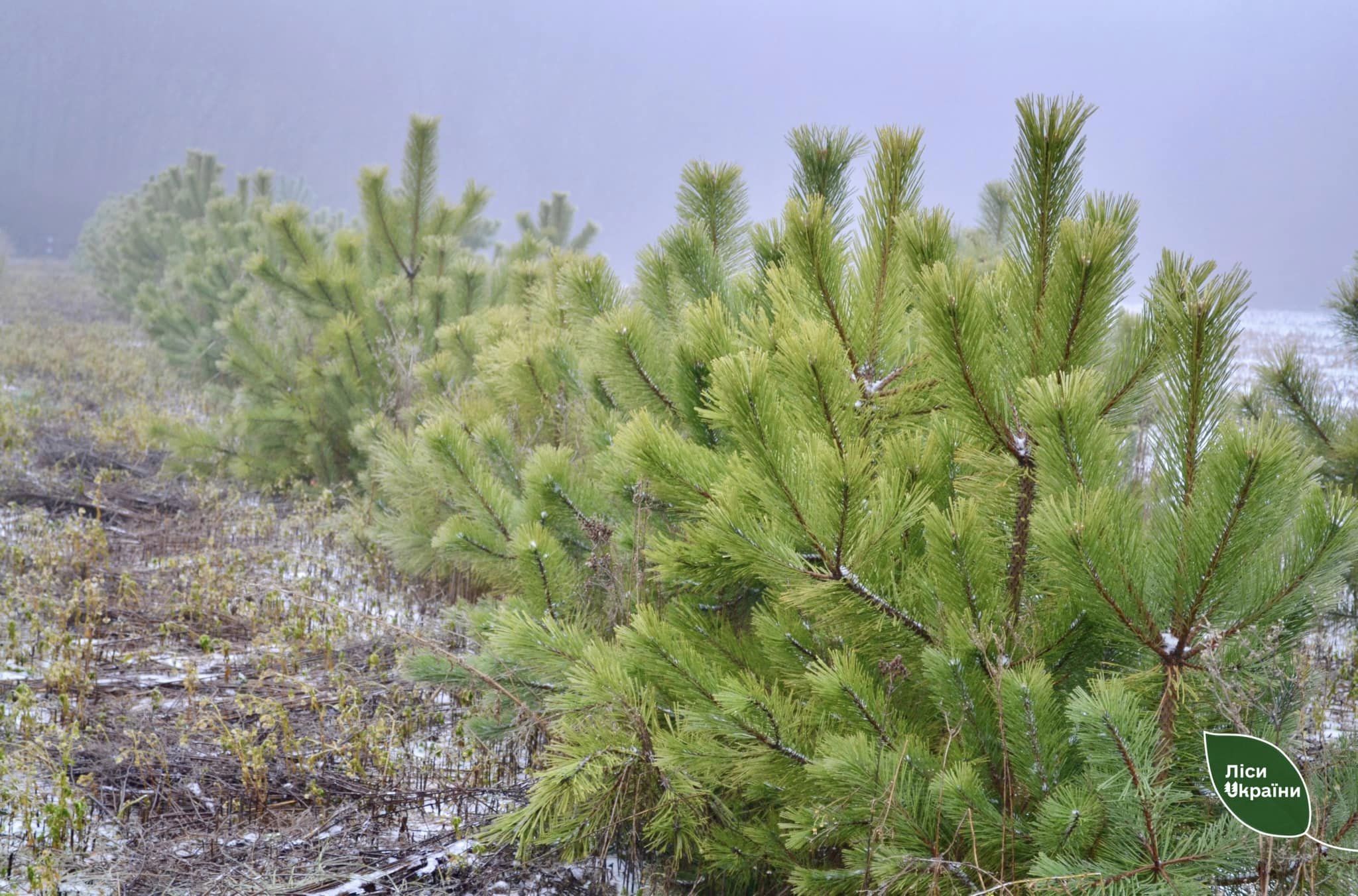 Майже 15 тисяч новорiчних ялинок купили на Кiровоградщинi