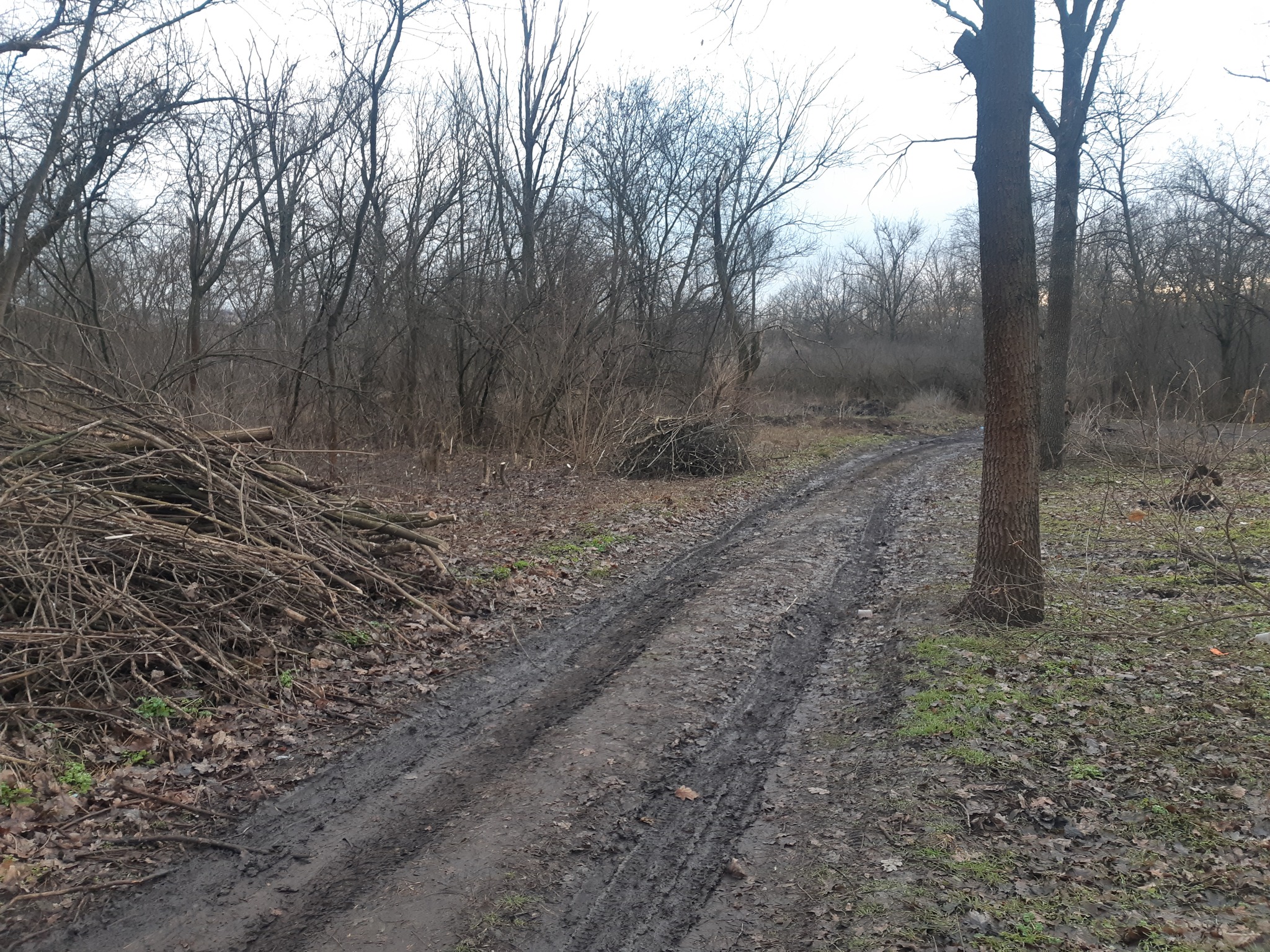 У Кропивницькому невідомі нарубали дерев на понад 36 тисяч гривень