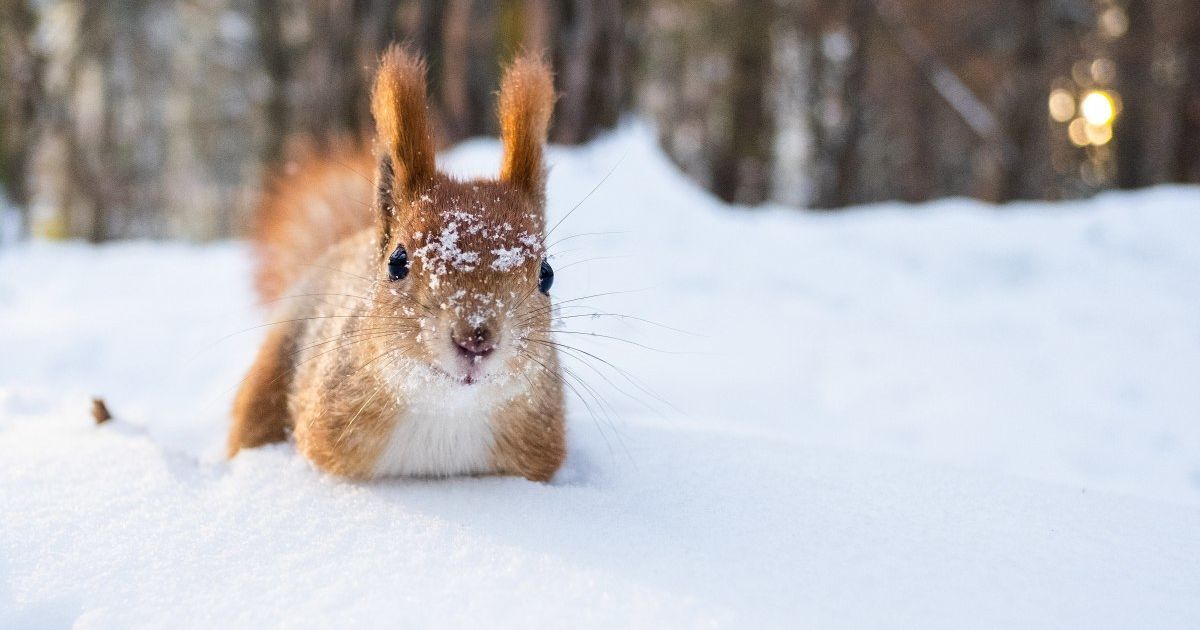 Прогноз погоди на вихідні 27–28 січня: по всій Україні вогко та сніжно