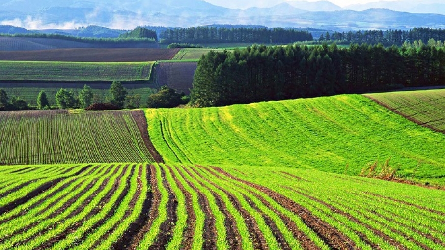 До махінацій з землею може бути причетний агрохолдинг з Кіровоградщини?