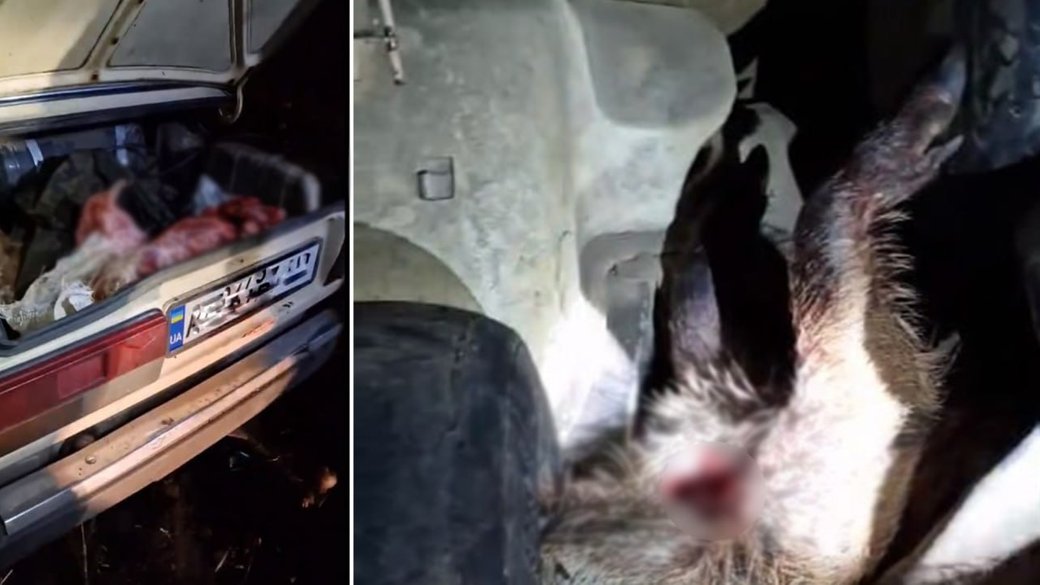 В автiвцi на Кiровоградщинi знайшли застрелених диких кабанiв