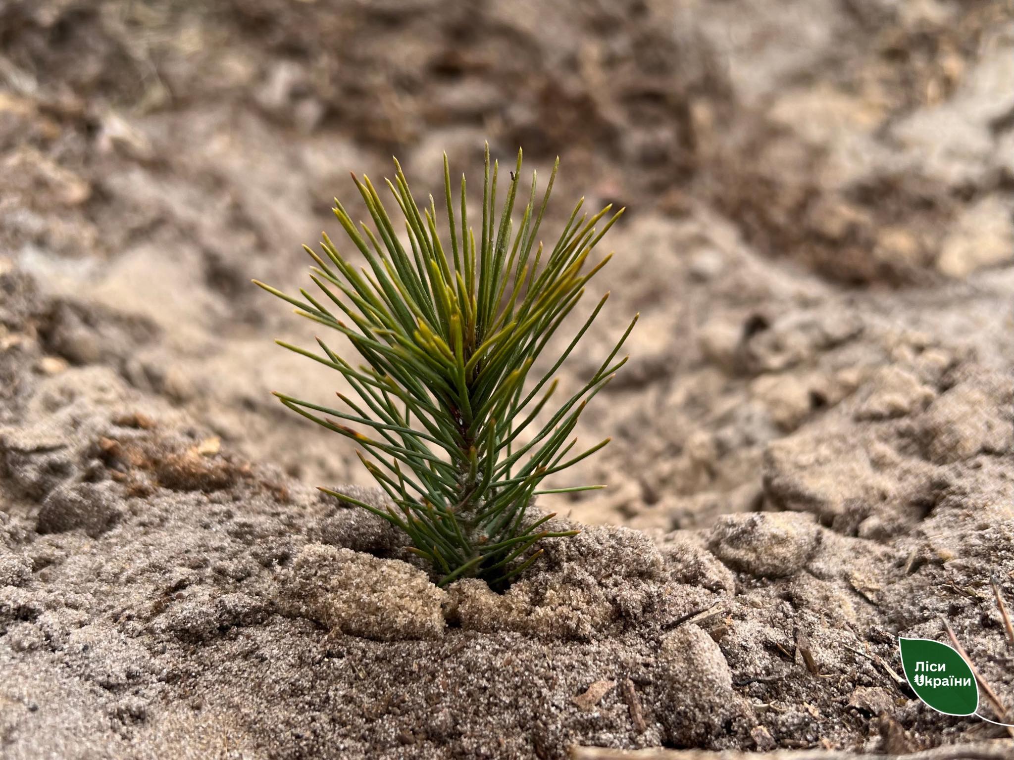 У лісах Кіровоградщини стартувала весняна лісокультурна кампанія