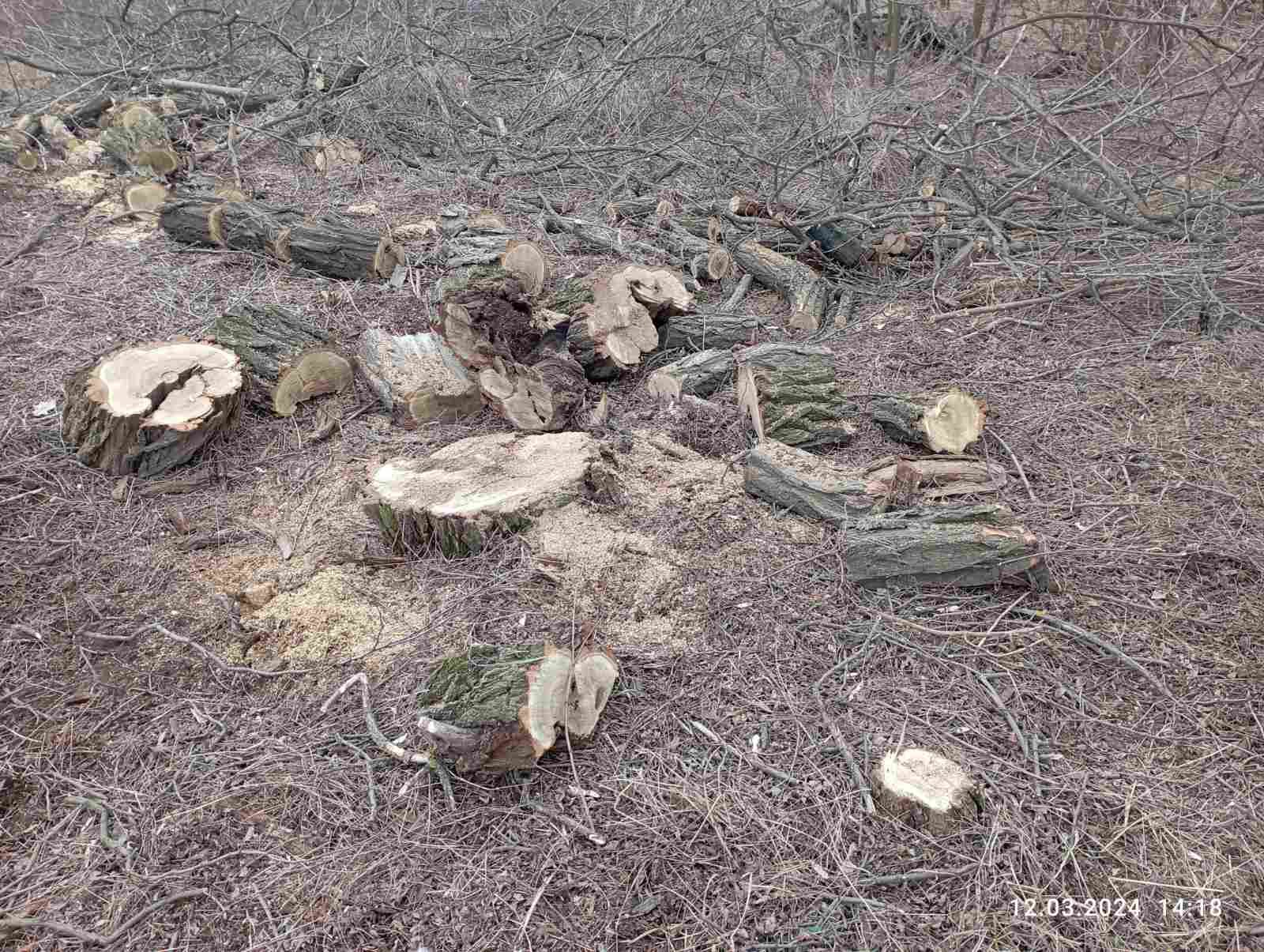 На Кіровоградщині злочинці знищили більше семи десятків дерев