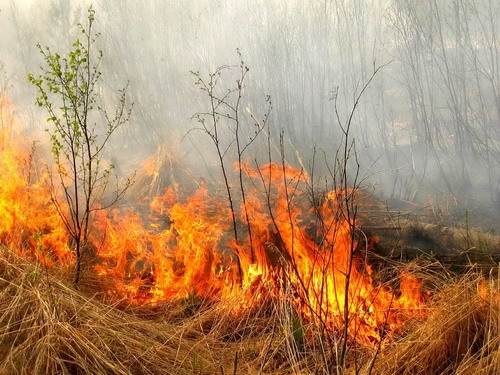 Жителя Кiровоградщини покарали за спалювання сухостою