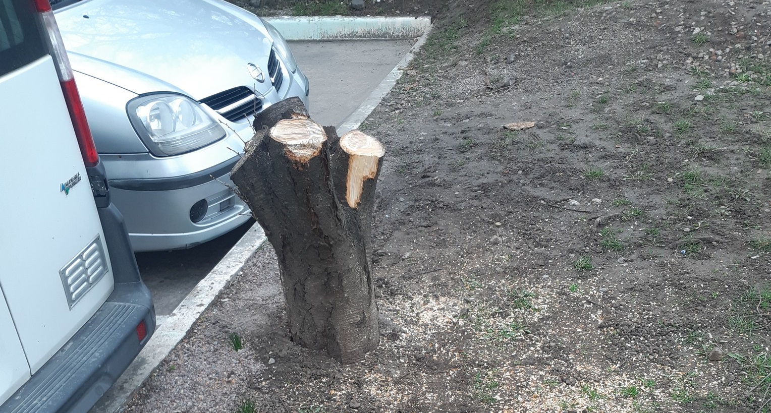 У Кропивницькому за знищення дерев порушники отримали штраф