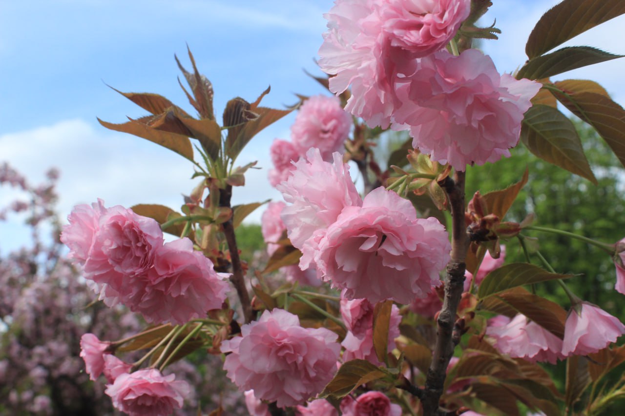 У передмісті Кропивницького квітнуть сакури (ФОТО)