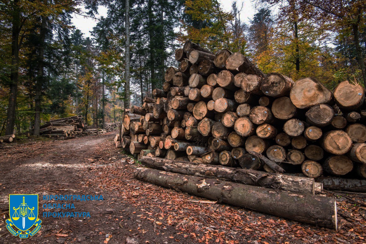 На Кіровоградщині членів злочинної групи підозрюють у вирубці дерев з мільйонними збитками