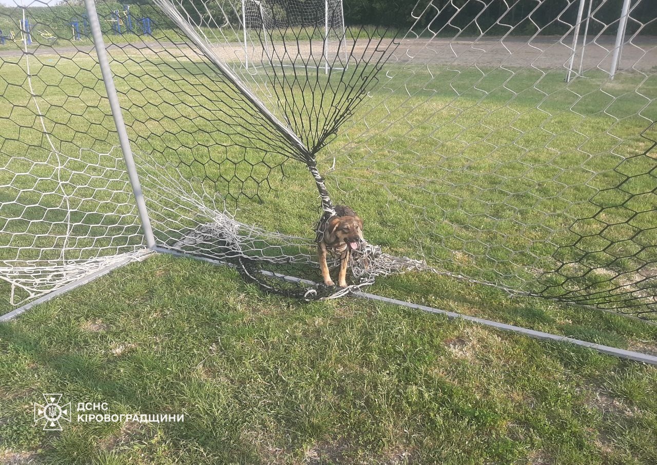 У футбольнi ворота на Кiровоградщинi потрапив песик