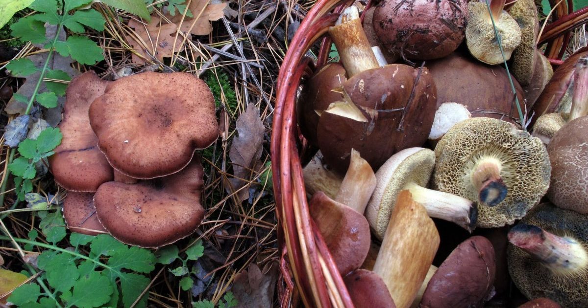 На Кіровоградщині дітям стало зле після вживання грибів