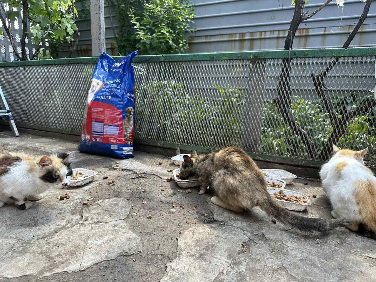 Волонтери Кіровоградщини-тваринам Запоріжжя: як живуть чотирилапі під ворожими обстрілами (ФОТО, ВІДЕО)