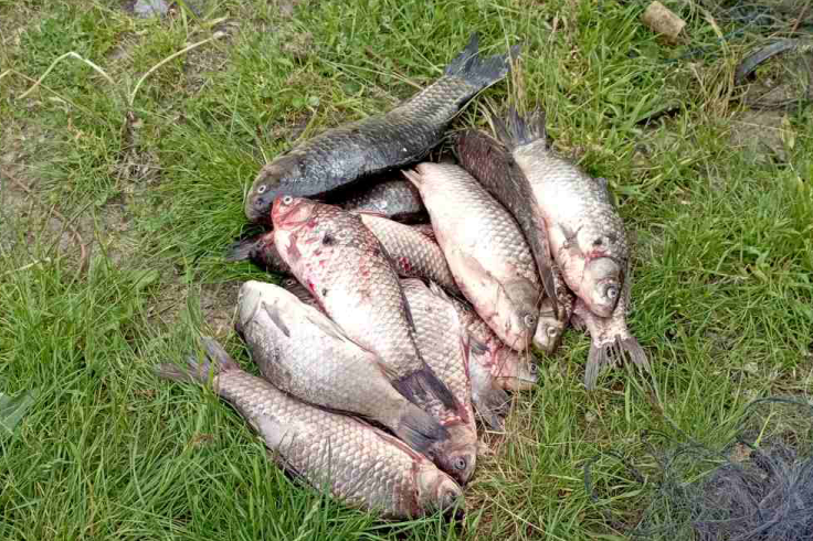 На Кiровоградщинi знайшли покинутi сiтки з цiнною рибою