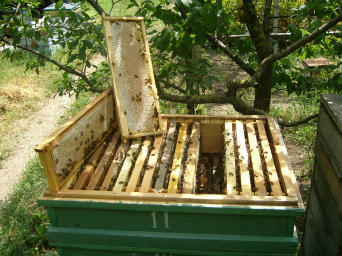 Житель Кіровоградщини вкрав вулик та “Карпатських” бджіл