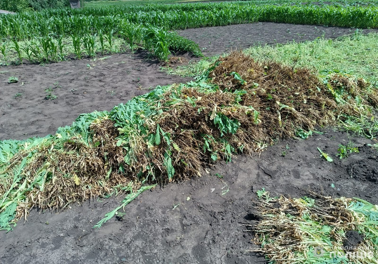 Житель Кiровоградщини виростив плантацiю маку