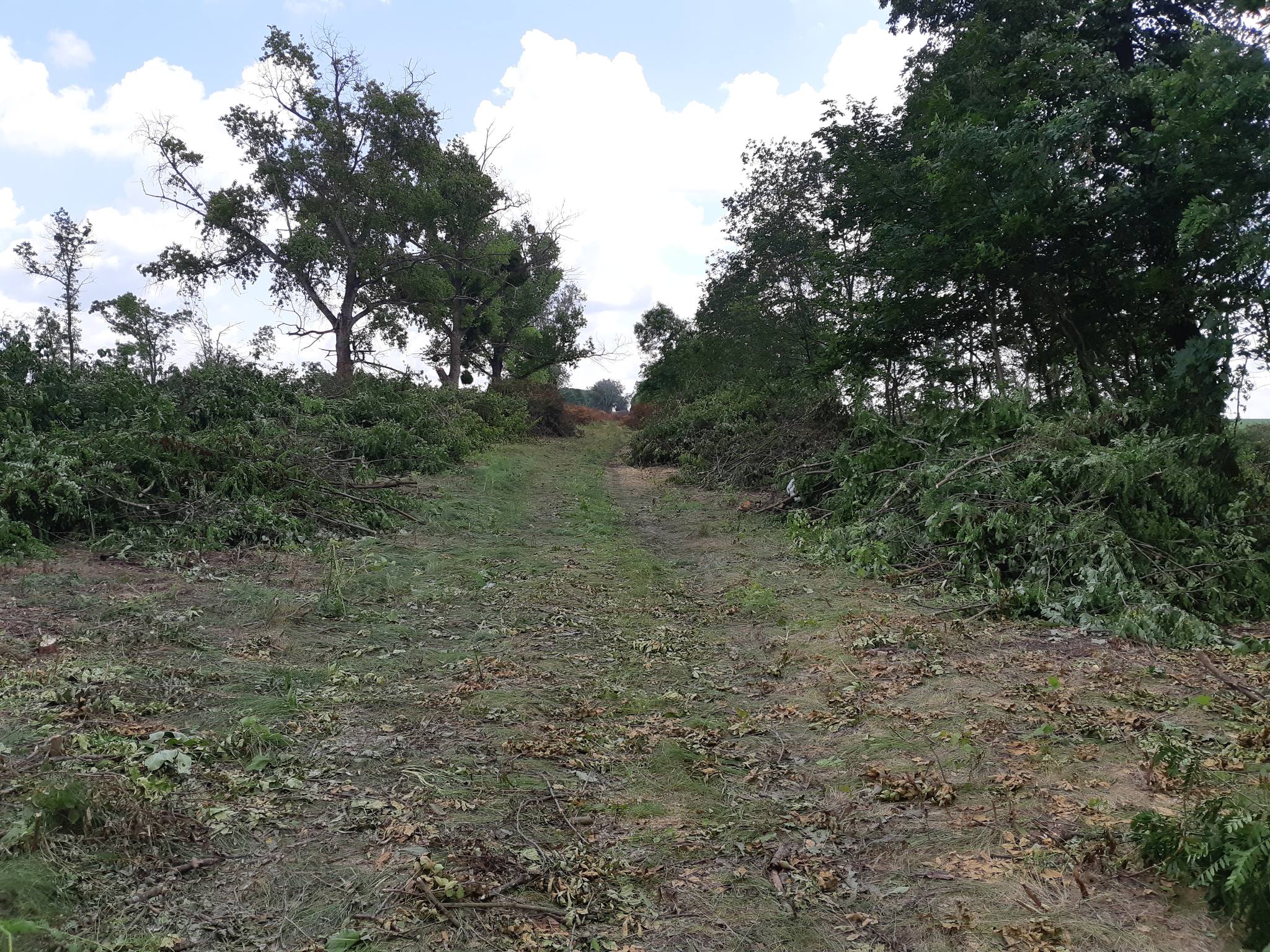 Незаконне вирубування дерев на майже 200 тисяч гривень, виявили на Кiровоградщинi
