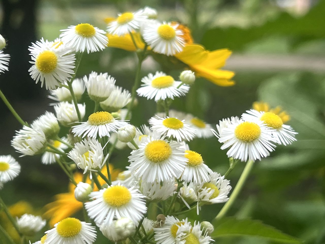 На Кіровоградщині сьогодні буде хмарно та без опадів