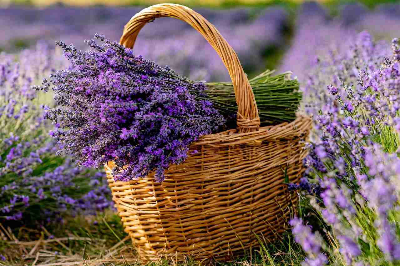 Прогноз погоди на 24 червня по Кіровоградщині