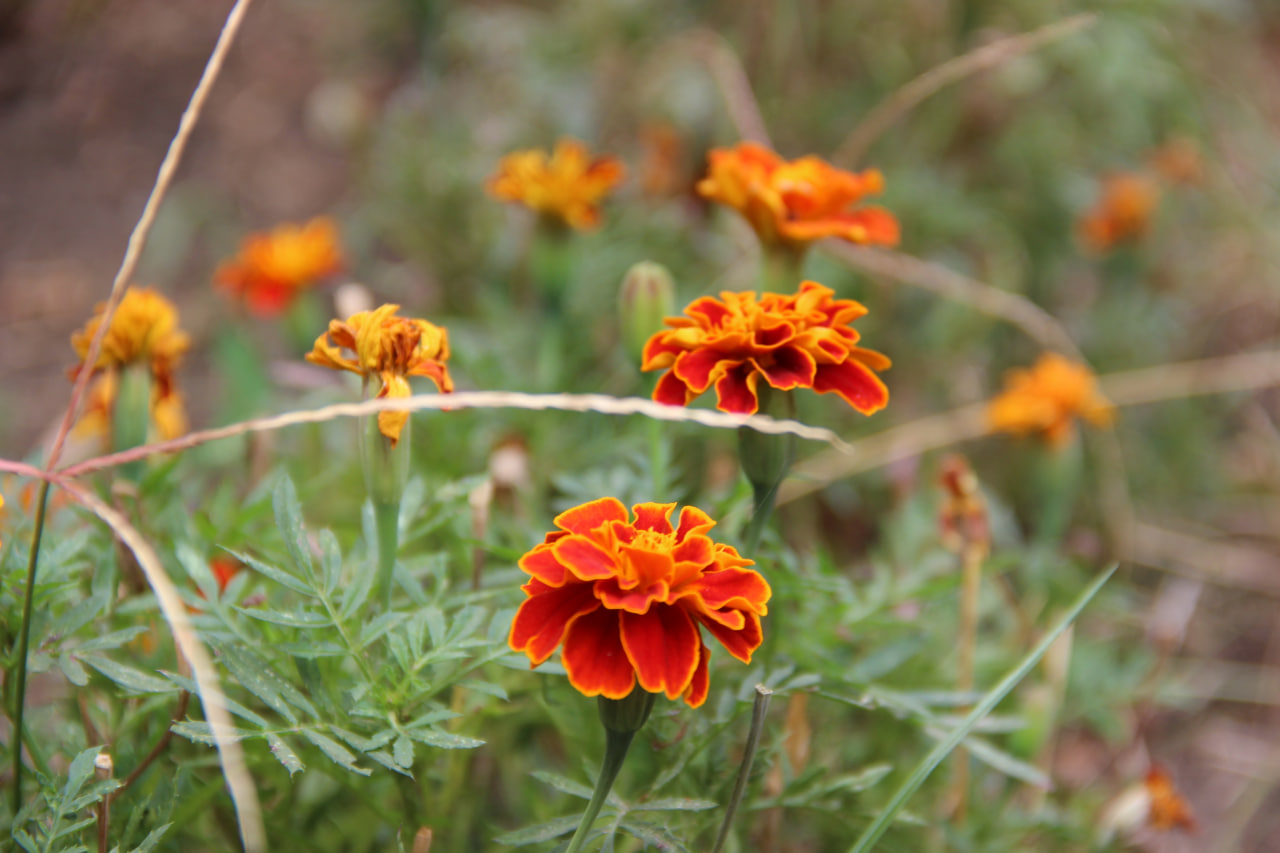 На Кіровоградщині сьогодні без опадів