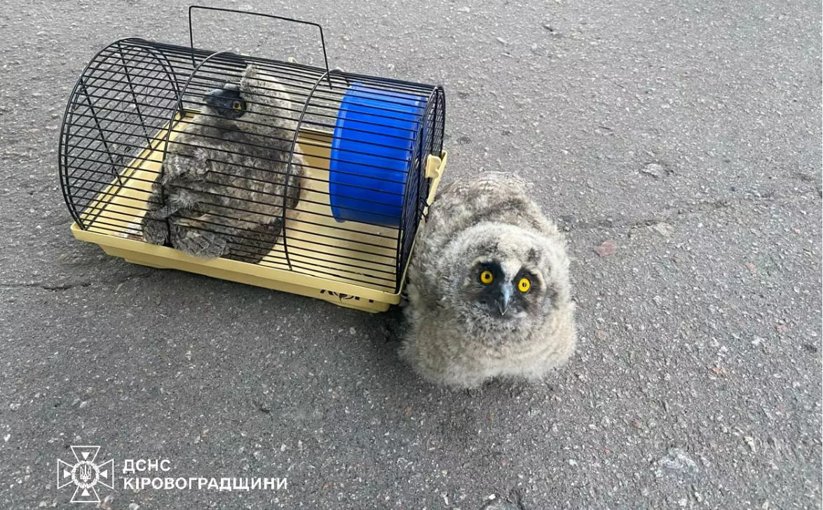 Олександрійські рятувальники повернули до гнізда двох совенят