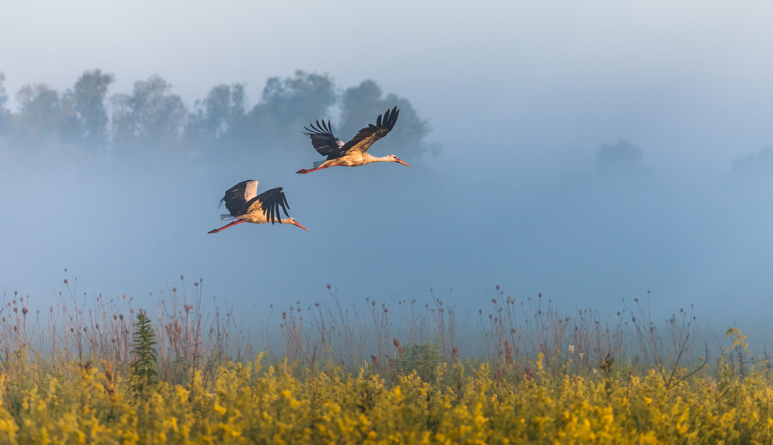 Прогноз погоди на вихідні 29–30 червня: готуйтеся до спеки!