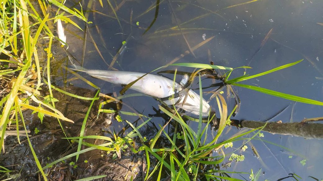 Поблизу Кропивницького загинула риба