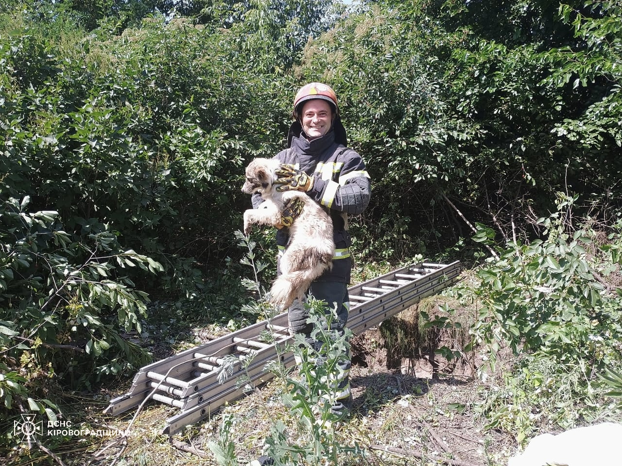 На Кiровоградщинi в криницю впав собака