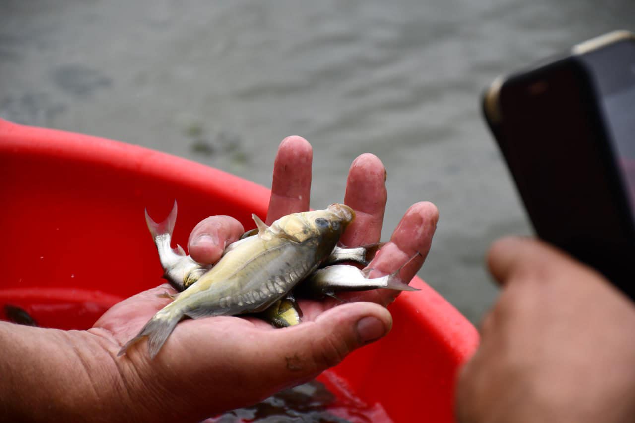 У водосховище на Кiровоградщинi випустили рибу