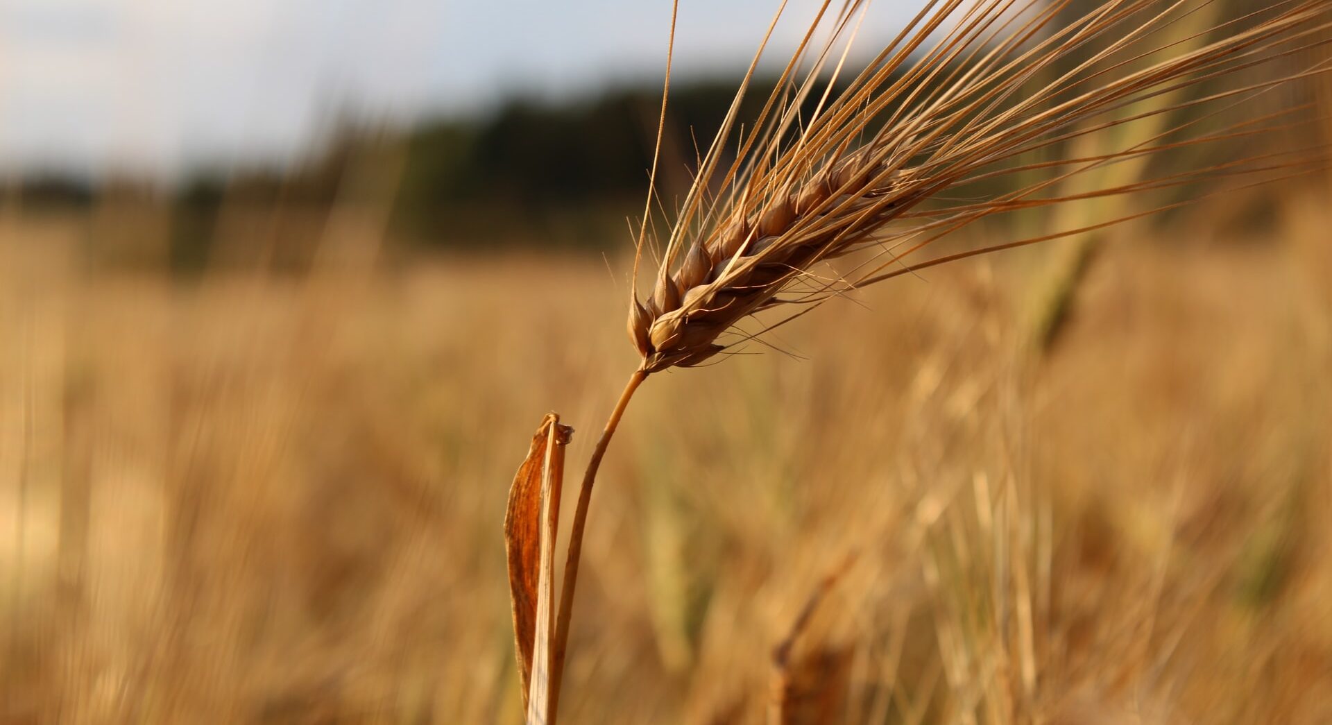 Прогноз погоди на 25 липня по Кіровоградщині