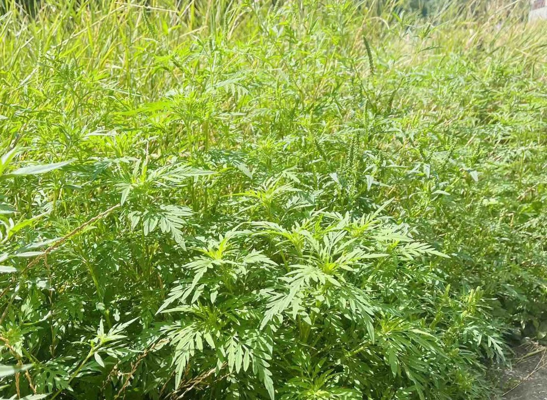 Мешканців Кропивницького закликають знищувати амброзію