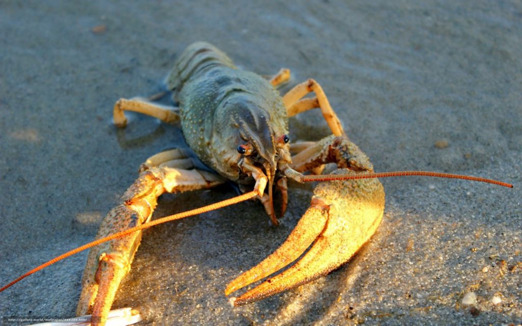 На Кіровоградщині понад місяць діятиме заборона на вилов раків