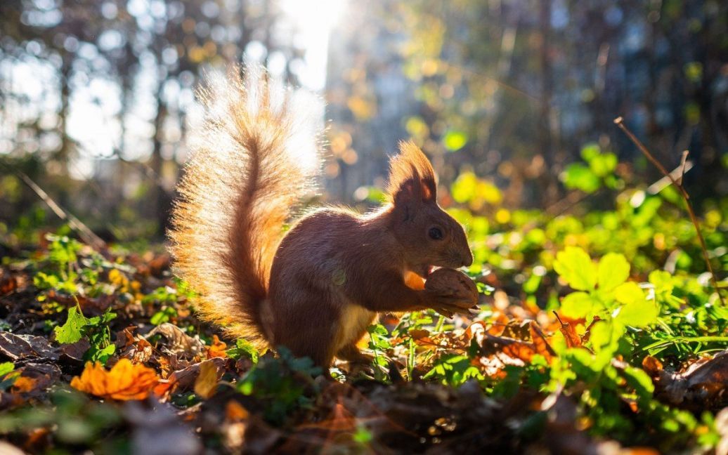 Прогноз погоди на 16 вересня по Кіровоградщині