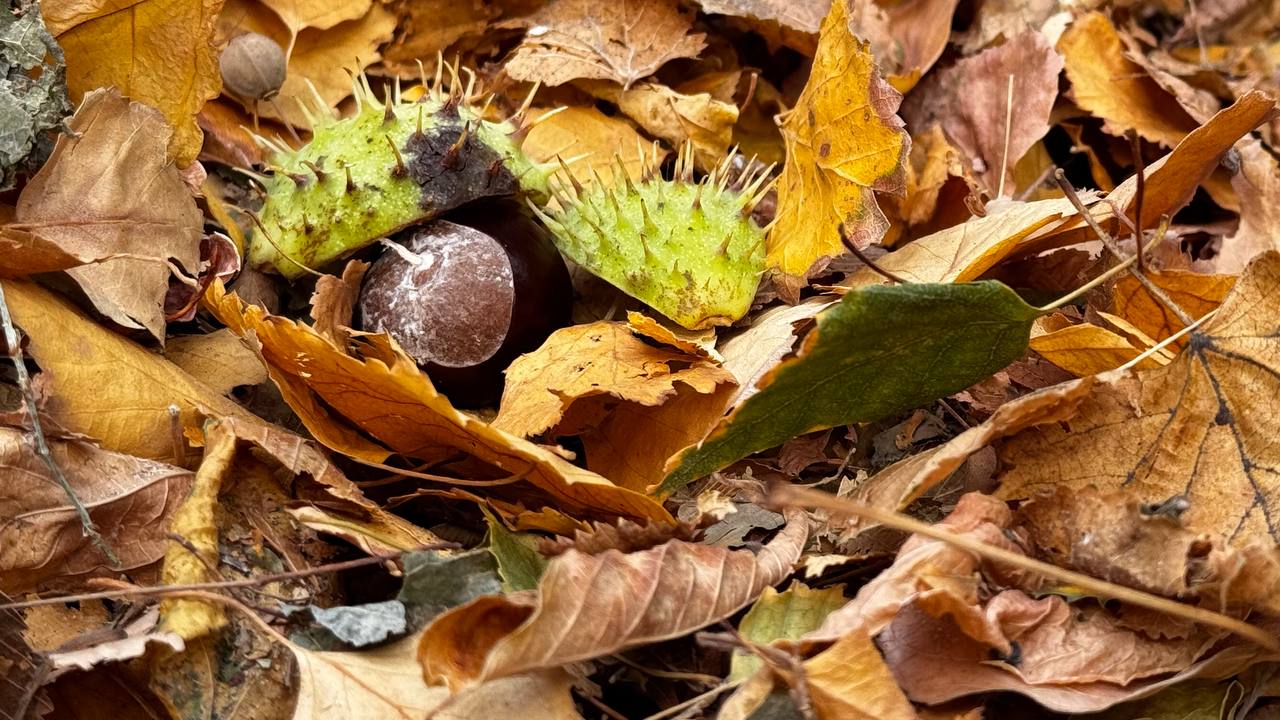 Останній день вересня у Кропивницькому